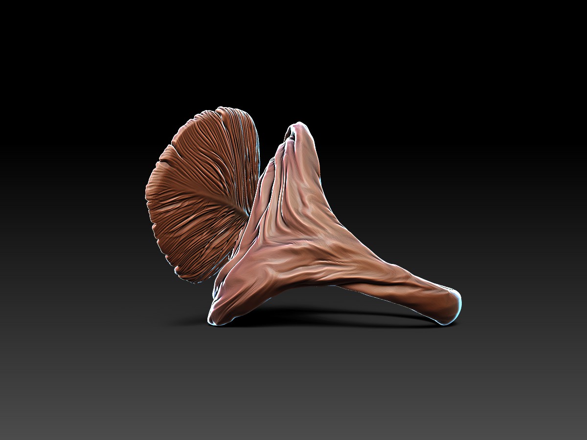 Rings with a Feather. Jewelry design and 3D Rendering. Sculpted jewellery.